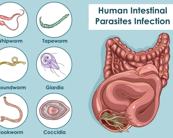 How do Parasites effects the Gut?