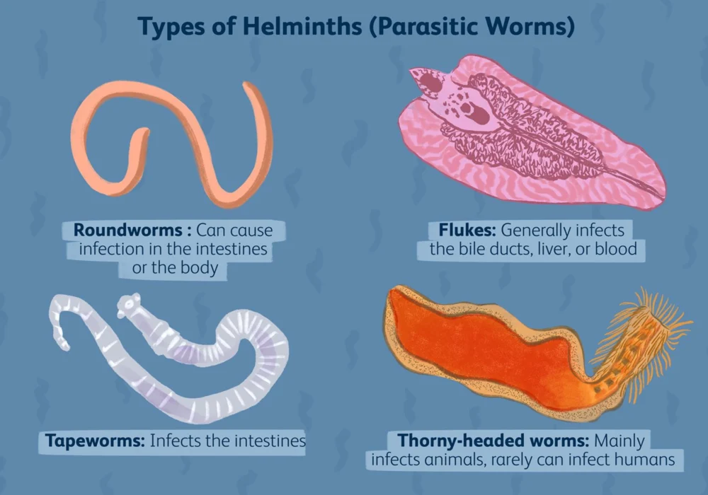What are Parasites in the Body?